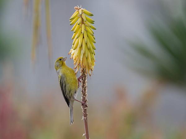 <h3><a href="/trips/grancanaria-2023/biota/animalia/chordata/aves/040 passeriformes/121 fringillidae/serinus canaria/serinus canaria-nl.html">Serinus&nbsp;canaria</a> / Atlantic&nbsp;canary / Kanarie</h3>NIKON D500 met AF-S Nikkor 500mm f/5.6E PF ED VR, 1/200 sec  bij F5.6, ISO 500, afstand 11.2&nbsp;m